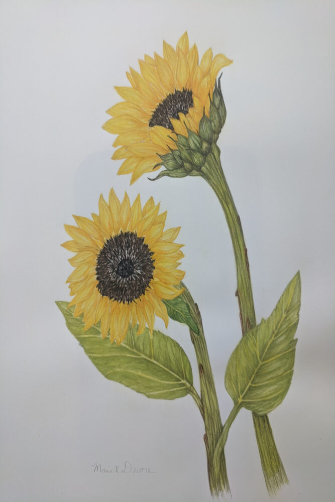 MarieDevore-Sunflowers